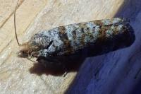 Pseudococcyx turionella