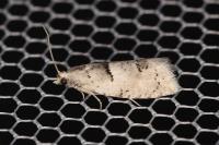 Epinotia bilunana