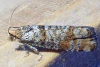 Pseudococcyx turionella