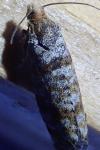 Pseudococcyx turionella