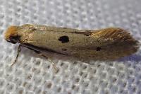 Tinea trinotella