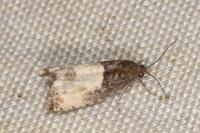 Notocelia cynosbatella