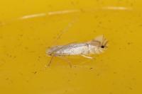 Phyllocnistis