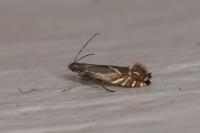 Glyphipterix simpliciella