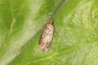 Hofmannophila pseudospretella