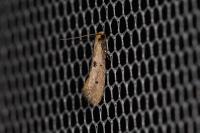 Tinea trinotella