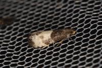 Notocelia cynosbatella