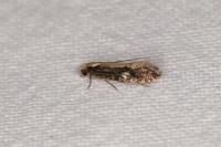 Monopis crocicapitella