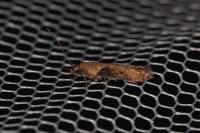 Scrobipalpa costella