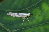 Argyresthia spinosella