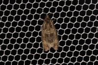 Celypha lacunana
