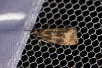 Celypha lacunana