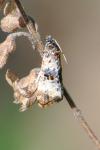 Hysterophora maculosana