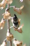 Hysterophora maculosana