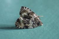 Celypha lacunana
