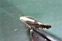 Argyresthia spinosella