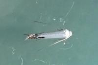 Lyonetia clerkella