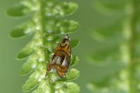 Olethreutes arcuella