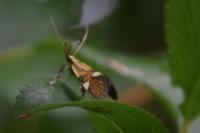 Alabonia geoffrella