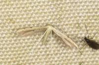 Adaina microdactyla