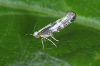 Argyresthia spinosella