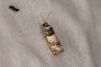 Epinotia thapsiana