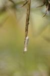Phyllonorycter harrisella