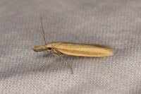 Pleurota pyropella