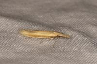 Pleurota pyropella