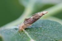 Coleophora lusciniaepennella