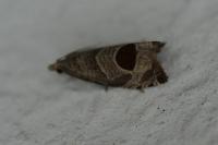 Notocelia uddmanniana