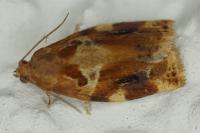 Archips xylosteana