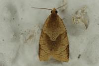 Clepsis rurinana