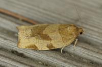 Choristoneura hebenstreitella