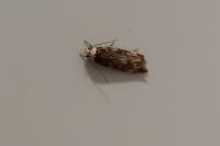 Endrosis sarcitrella