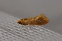 Nematopogon