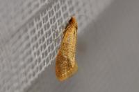 Nematopogon
