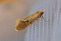 Nematopogon