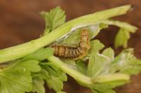 Aphelia viburnana