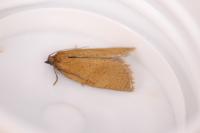Aphelia viburnana
