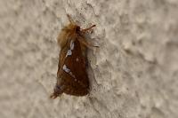 Korscheltellus lupulinus