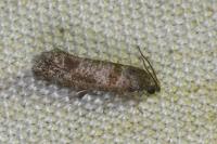 Rhyacionia pinivorana