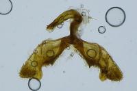 Rhyacionia pinivorana