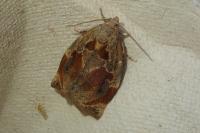 Archips crataegana