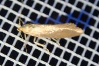 Crassa tinctella