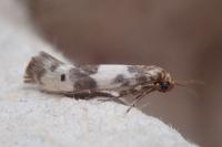 Enolmis acanthella
