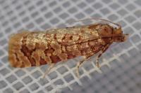 Lozotaeniodes formosana