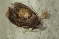 Ditula angustiorana