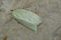 Tortrix viridana