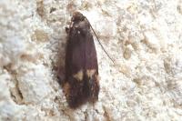 Borkhausenia minutella